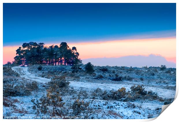 Camphill Clump Sunset in the Snow Print by Chris Richards