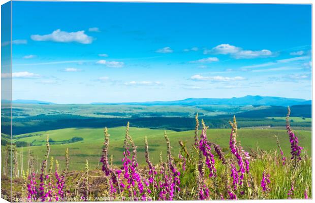 Foxgloves on Irfon Forest Canvas Print by Chris Richards