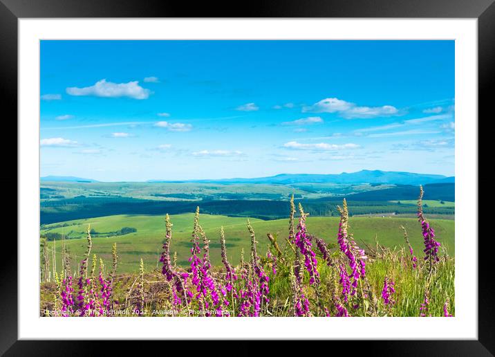 Foxgloves on Irfon Forest Framed Mounted Print by Chris Richards