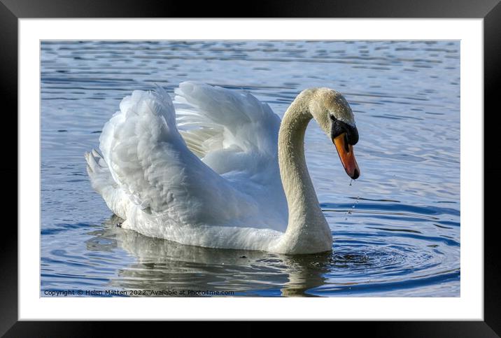 Mute Swan Display in water 1 Framed Mounted Print by Helkoryo Photography