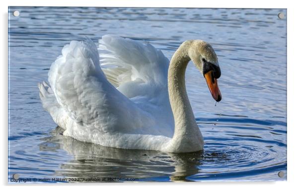 Mute Swan Display in water 1 Acrylic by Helkoryo Photography