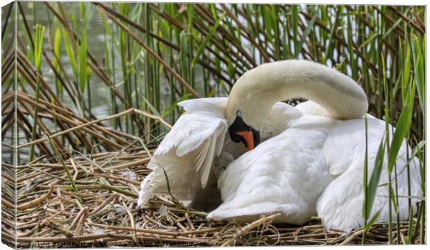 Cygnet Cushioned under Mother Swans Wing Canvas Print by Helkoryo Photography