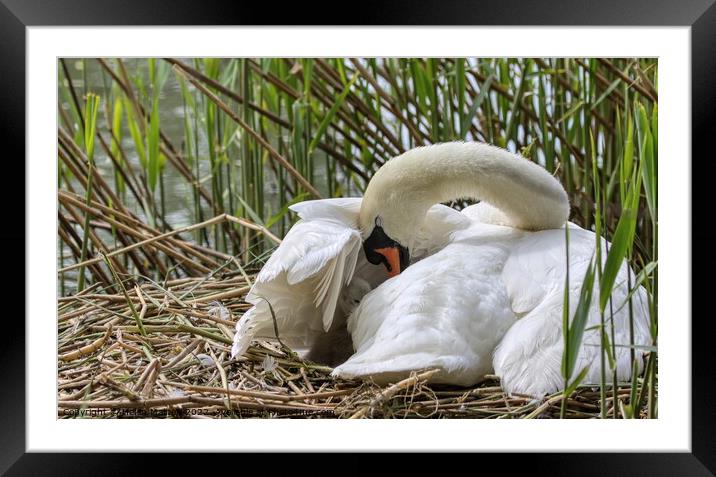 Cygnet Cushioned under Mother Swans Wing Framed Mounted Print by Helkoryo Photography