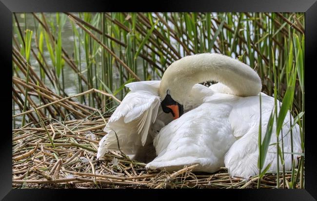 Cygnet Cushioned under Mother Swans Wing Framed Print by Helkoryo Photography