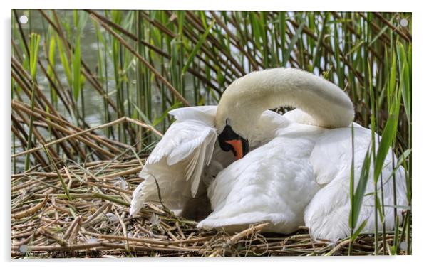 Cygnet Cushioned under Mother Swans Wing Acrylic by Helkoryo Photography