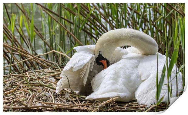 Cygnet Cushioned under Mother Swans Wing Print by Helkoryo Photography