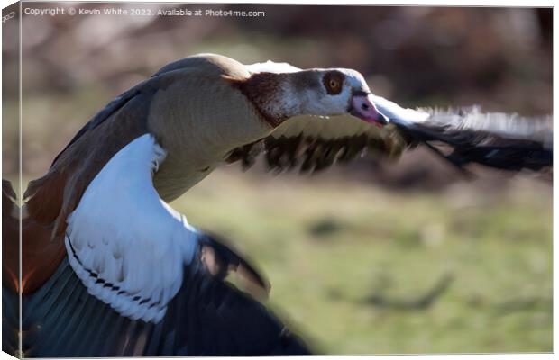 Egyptian goose close up in flight Canvas Print by Kevin White