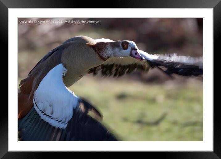 Egyptian goose close up in flight Framed Mounted Print by Kevin White