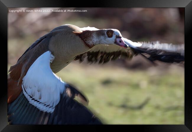 Egyptian goose close up in flight Framed Print by Kevin White