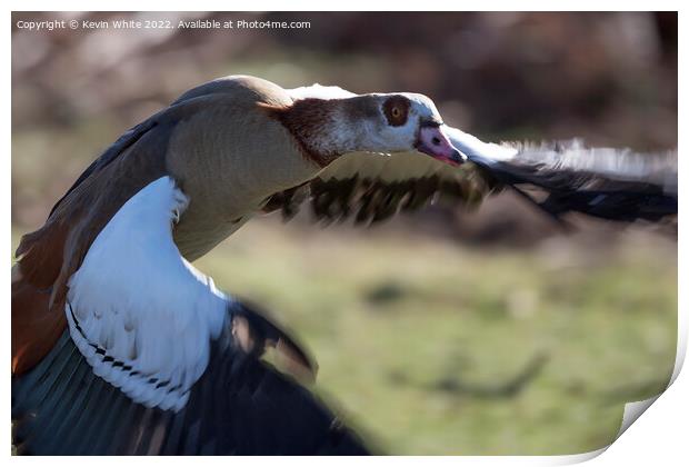 Egyptian goose close up in flight Print by Kevin White