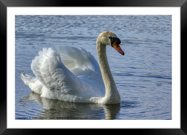 Mute Swan Display in water 2 Framed Mounted Print by Helkoryo Photography
