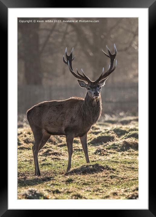 Good set of antlers Framed Mounted Print by Kevin White