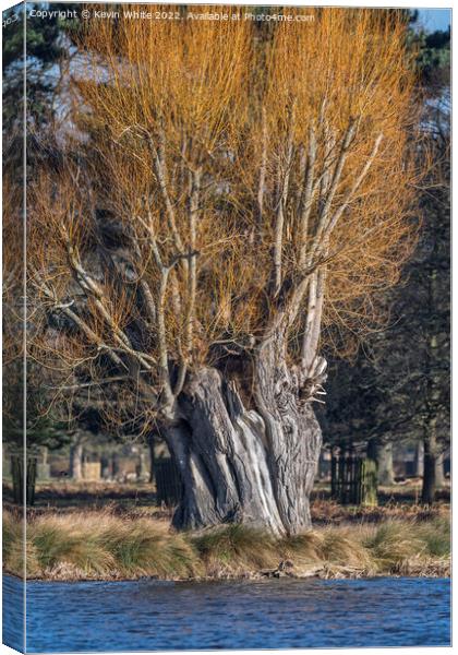 Grand old willow tree Canvas Print by Kevin White