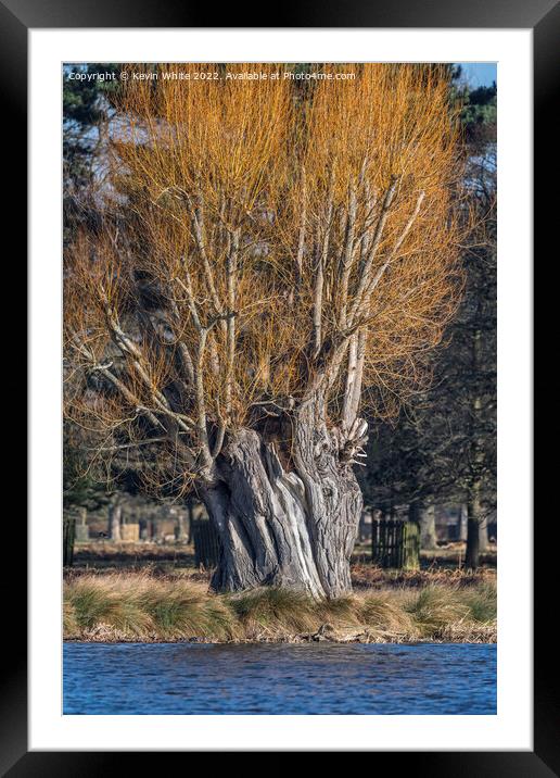 Grand old willow tree Framed Mounted Print by Kevin White