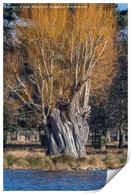 Grand old willow tree Print by Kevin White