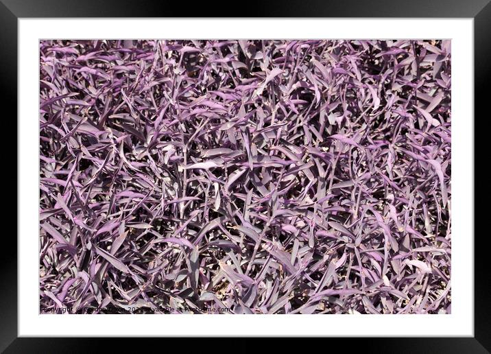 Purple tradescantia bed in a central reservation - Dubai Framed Mounted Print by Gordon Dixon