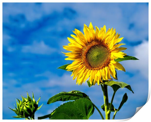 Sunflower Print by Geoff Storey