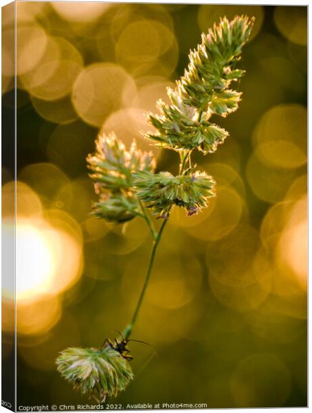 Grass at Golden Hour Canvas Print by Chris Richards