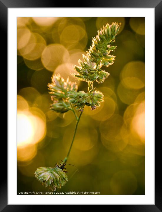 Grass at Golden Hour Framed Mounted Print by Chris Richards