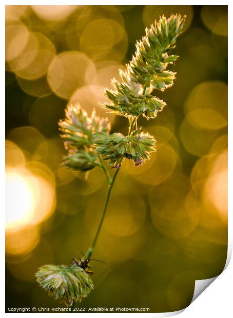 Grass at Golden Hour Print by Chris Richards