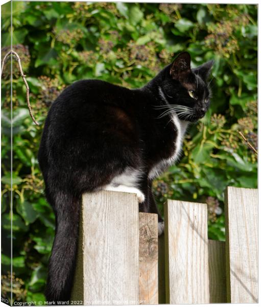 A cat sitting on top of fence Canvas Print by Mark Ward