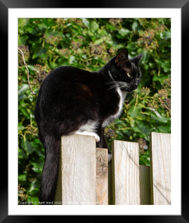 A cat sitting on top of fence Framed Mounted Print by Mark Ward