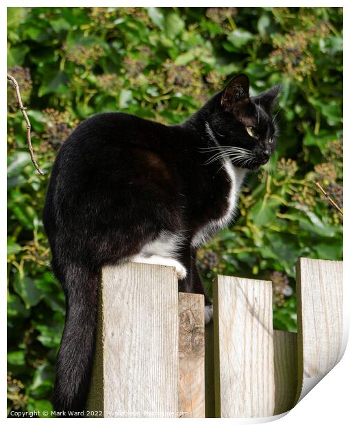A cat sitting on top of fence Print by Mark Ward
