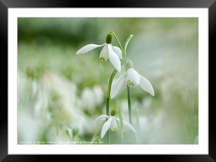 Snowdrop hatrick Framed Mounted Print by Simon Johnson