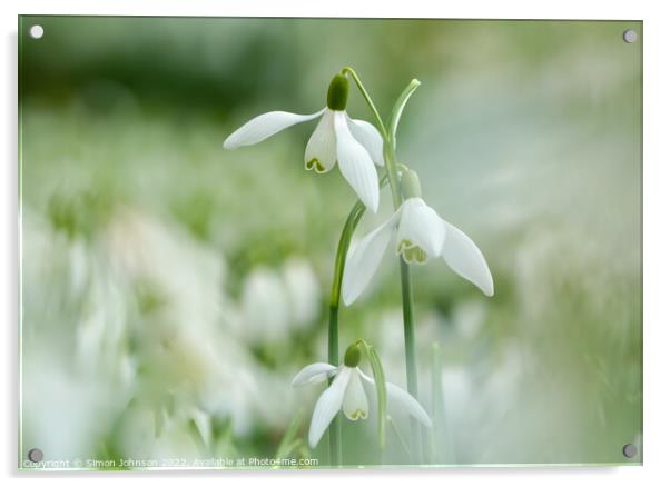 Snowdrop hatrick Acrylic by Simon Johnson