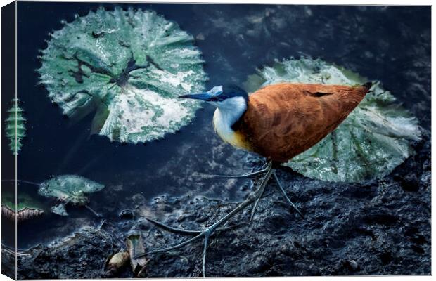 African Jacana and Waterlilies Canvas Print by Belinda Greb