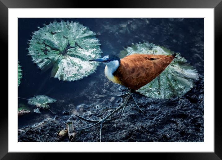 African Jacana and Waterlilies Framed Mounted Print by Belinda Greb
