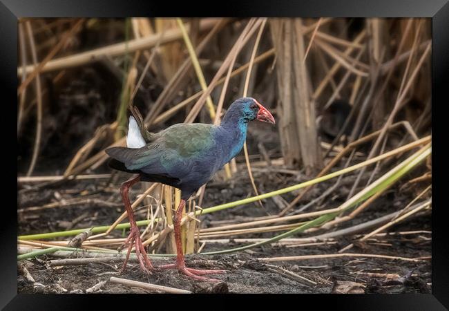 African Purple Swamphen Framed Print by Belinda Greb