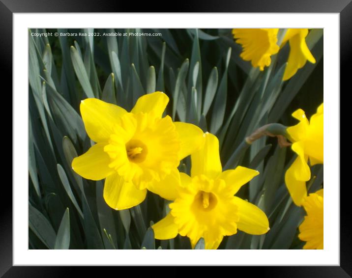 Plant flower Framed Mounted Print by Barbara Rea