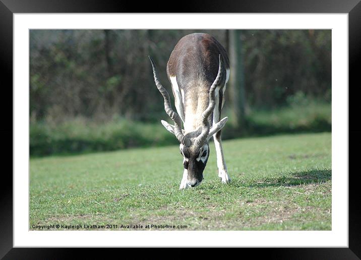 Cute Little Antelope Framed Mounted Print by Kayleigh Leatham