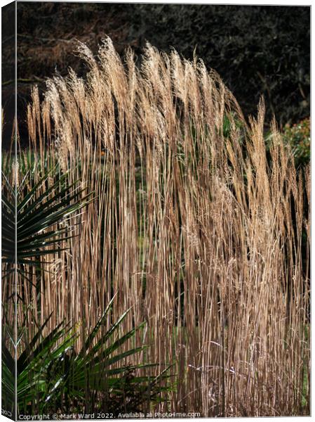 Golden Grasses. Canvas Print by Mark Ward