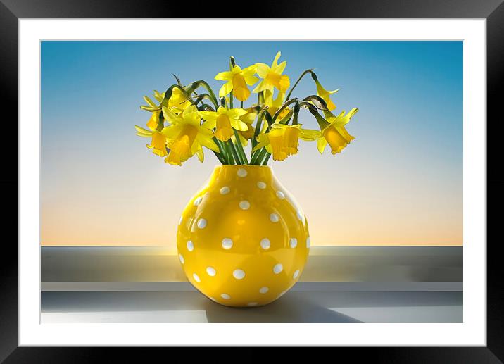 Cheerful Daffodils  Framed Mounted Print by Alison Chambers