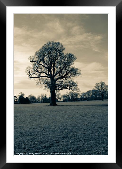 Plant tree Framed Mounted Print by Tony Brooks