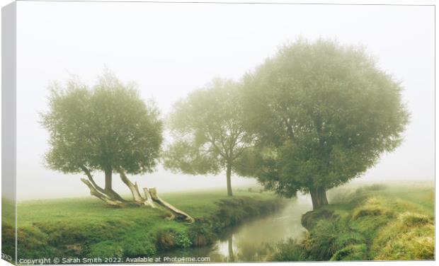 Beverley Brook in the Mist Canvas Print by Sarah Smith