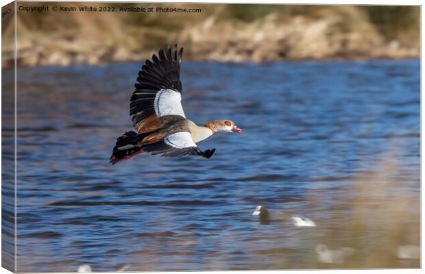 Majestic goose Canvas Print by Kevin White