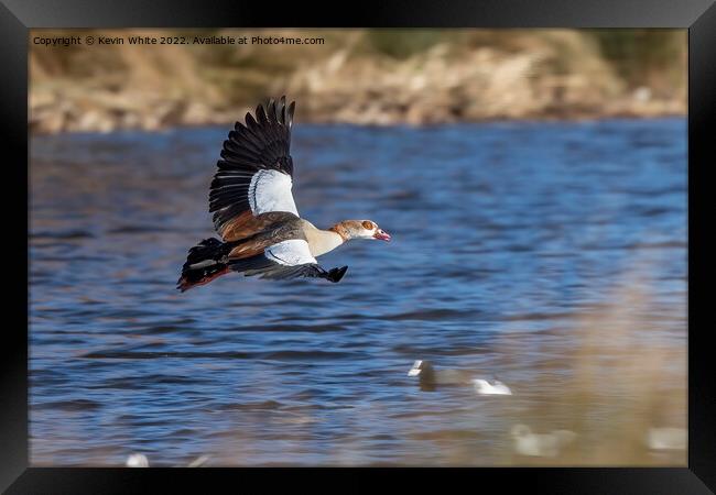 Majestic goose Framed Print by Kevin White