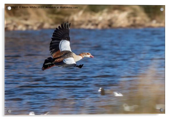 Majestic goose Acrylic by Kevin White