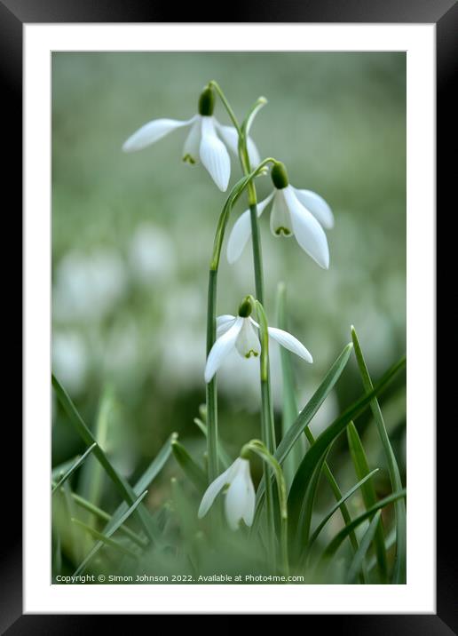 Snowdrop family Framed Mounted Print by Simon Johnson