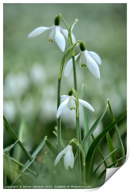 Snowdrop family Print by Simon Johnson