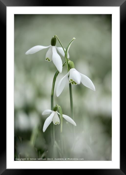 Tripple Snowdrop flowers Framed Mounted Print by Simon Johnson