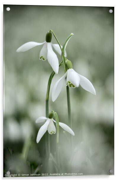 Tripple Snowdrop flowers Acrylic by Simon Johnson
