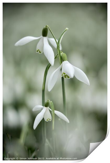 Tripple Snowdrop flowers Print by Simon Johnson