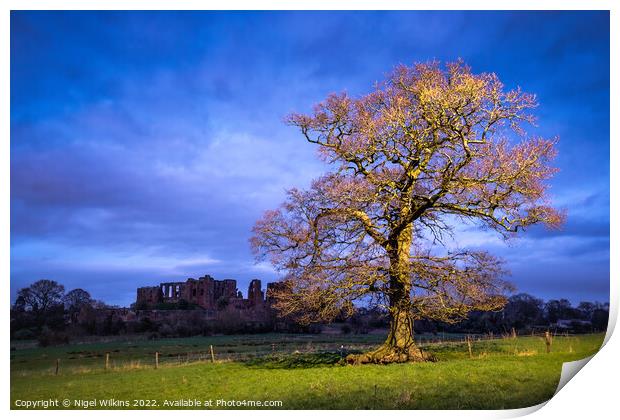Oak Tree, Kenilworth Castle Print by Nigel Wilkins