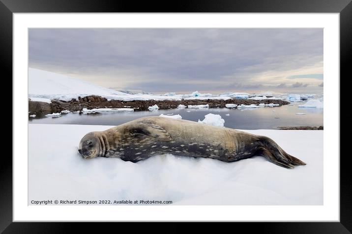 Contented Weddell Seal Framed Mounted Print by Richard Simpson