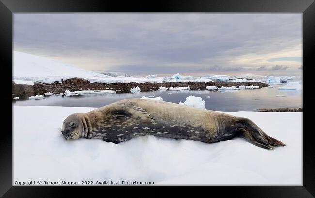 Contented Weddell Seal Framed Print by Richard Simpson
