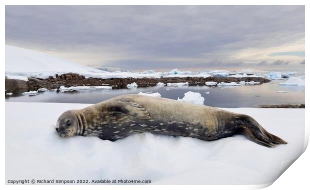 Contented Weddell Seal Print by Richard Simpson